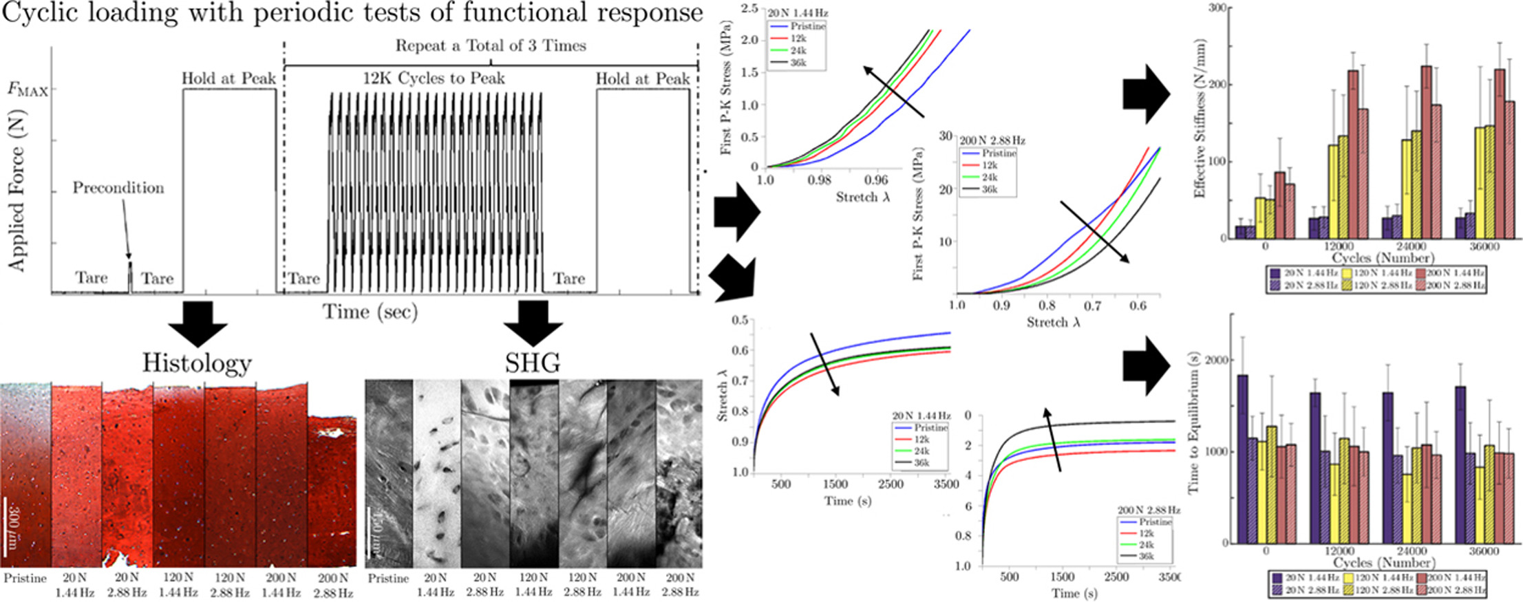 Cyclic loading of human articular cartilage: the transition from compaction to fatigue